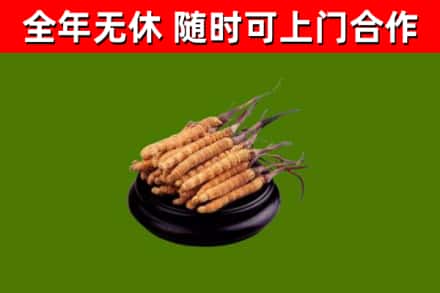 汕尾市回收冬虫夏草